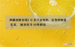 西藏洛隆发现30多只金钱豹，在雪豹地盘安家，捕到牦牛分两顿吃