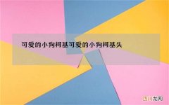 可爱的小狗柯基 可爱的小狗柯基头