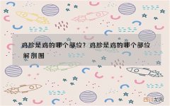 鸡胗是鸡的哪个部位？鸡胗是鸡的哪个部位解剖图