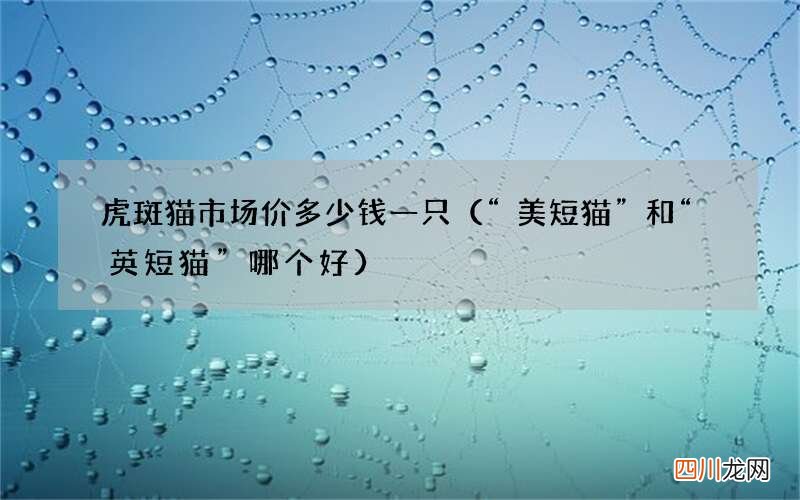 “美短猫”和“英短猫”哪个好 虎斑猫市场价多少钱一只