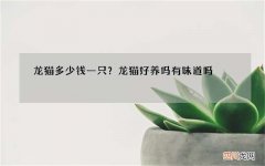 龙猫多少钱一只？龙猫好养吗有味道吗
