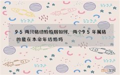 95两只猪结婚婚姻如何，两个95年属猪的能在本命年结婚吗