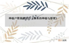 西瓜的种植与管理 种植户需掌握技巧
