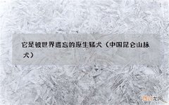 中国昆仑山脉犬 它是被世界遗忘的原生猛犬