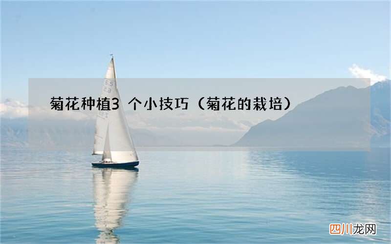 菊花的栽培 菊花种植3个小技巧