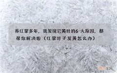 红掌叶子发黄怎么办 养红掌多年，我发现它黄叶的6大原因，都帮你解决啦