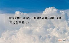 贵宾犬造型图片 贵宾犬的不同造型，你最喜欢哪一种？