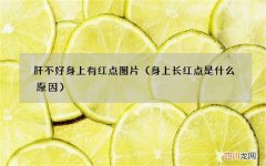 身上长红点是什么原因 肝不好身上有红点图片