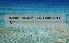 翘嘴鱼叫什么名字 像翘嘴鱼但嘴不翘是什么鱼