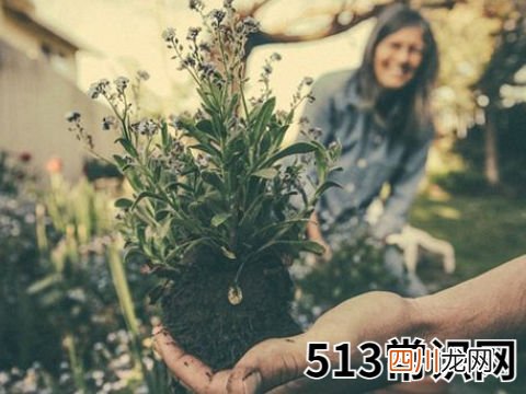 梦见坟墓种花