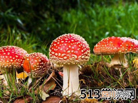 梦见吃香菇