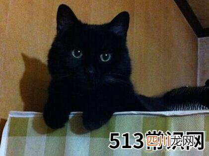 图文 做梦梦见猫死了好不好？从梦境变化来看