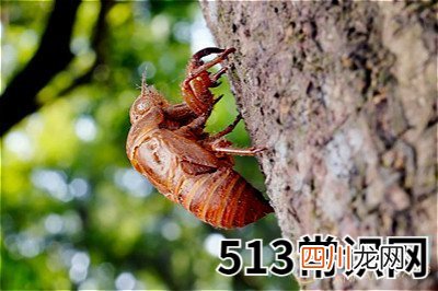 图文 做梦梦见金蝉脱壳好不好