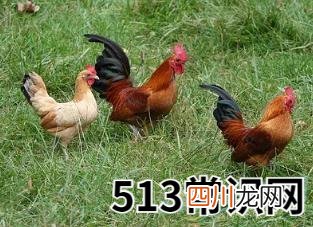 图文 正确解读梦见鸡叫声的象征意义