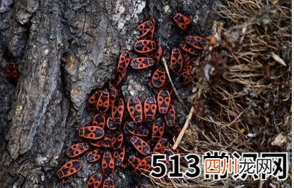 图文 梦见全身都是虫子