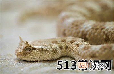 图文 梦见金色蟒蛇