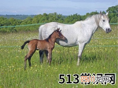 图文 梦见小马驹
