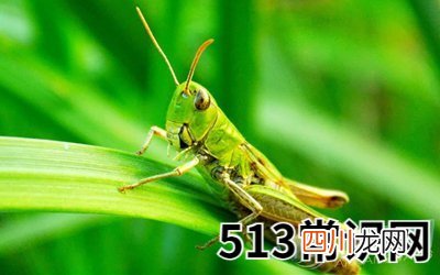 图文 梦见蚂蚱
