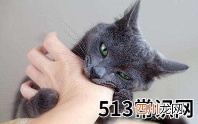 图文 孕妇梦见被猫咬好不好