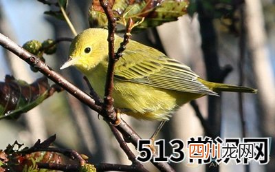 图文 梦见黄莺