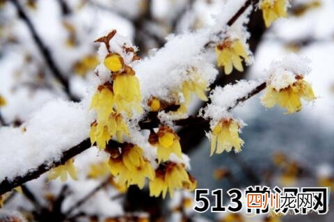 图文 梦境分析 梦见雪中开花的征兆是吉是凶