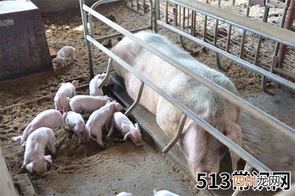图文 梦里出现猪圈的寓意