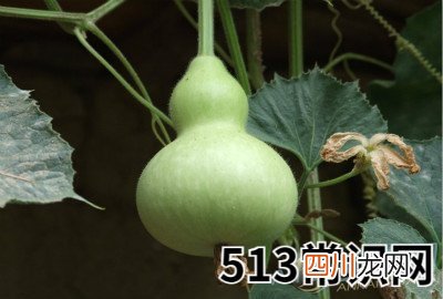 图文 梦见葫芦