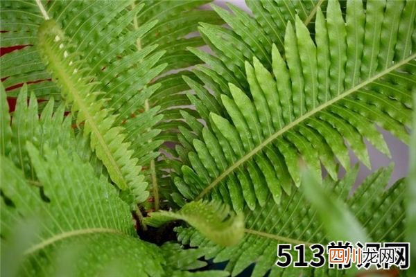 梦见羊齿科植物_做梦梦到羊齿科植物是什么意思