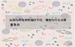 女狗与男兔的婚姻好不好，属狗为什么纠缠属兔的