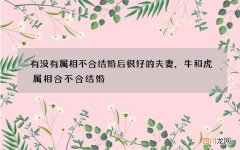 有没有属相不合结婚后很好的夫妻，牛和虎属相合不合结婚