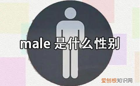 male是什么性别