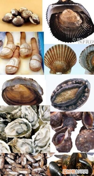 贝壳属于什么类,贝甲与贝壳是什么偏旁结构