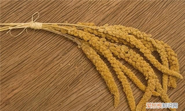 稻梁菽的菽是指