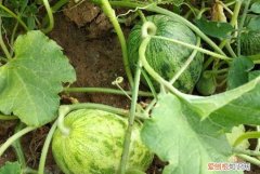 瓜熟蒂落的下一句