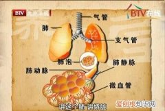 肺为娇脏，其气不可不养！