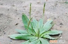 治疗痛风的中药泡茶喝