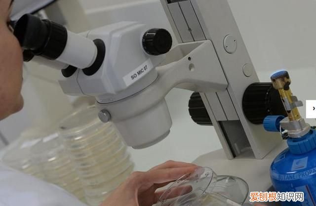 细胞培养技术员危险不，细胞培养实验员的发展前景