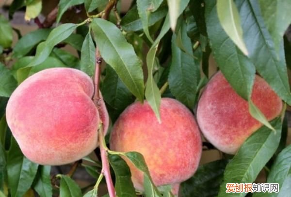 桃树怎么种植，桃子怎么种植方法