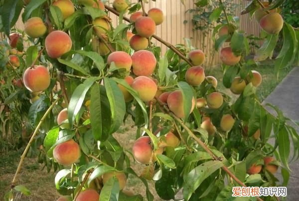 桃树怎么种植，桃子怎么种植方法