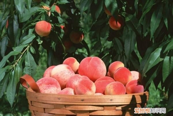 桃树怎么种植，桃子怎么种植方法