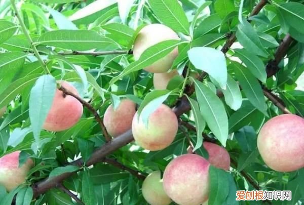 桃树怎么种植，桃子怎么种植方法