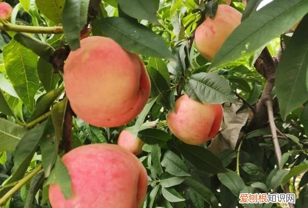 桃树怎么种植，桃子怎么种植方法