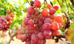 红提上火还是降火,红提吃多了上火吗