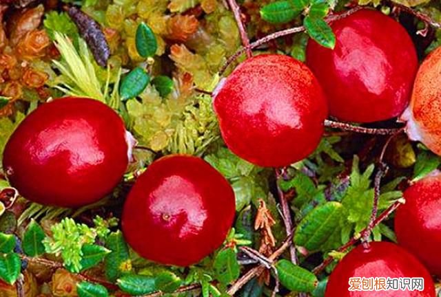 蔓越莓冬天能种植吗 北国红豆蔓越莓在北方可以养吗