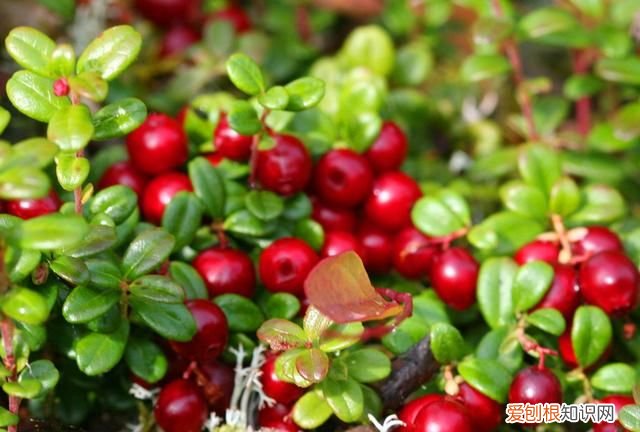 蔓越莓冬天能种植吗 北国红豆蔓越莓在北方可以养吗