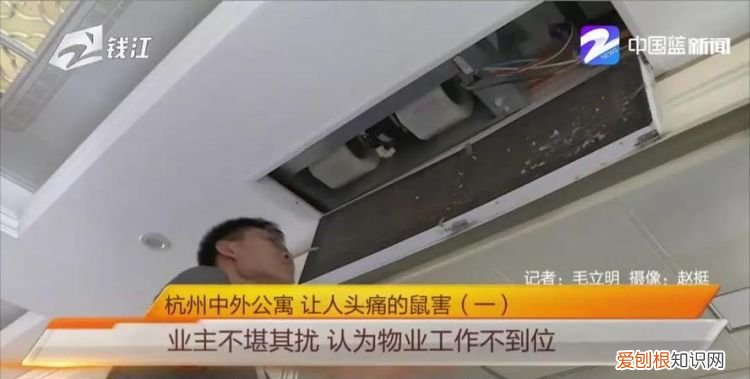 老鼠在吊顶上怎样去除