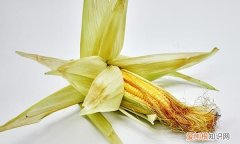 玉米对胃有好处还是坏处 玉米是发物吗对胃好吗