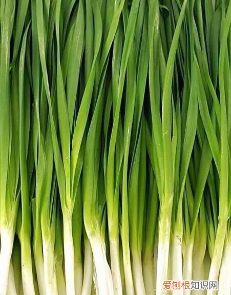 一天长一葱是多长时间,过了冬一天长一葱这一葱是多长时间