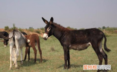 驴肉为什么没有马肉臭,外国人为什么不吃驴肉吃马肉