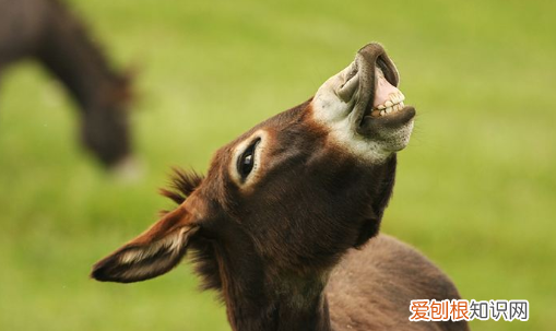 驴肉为什么没有马肉臭,外国人为什么不吃驴肉吃马肉